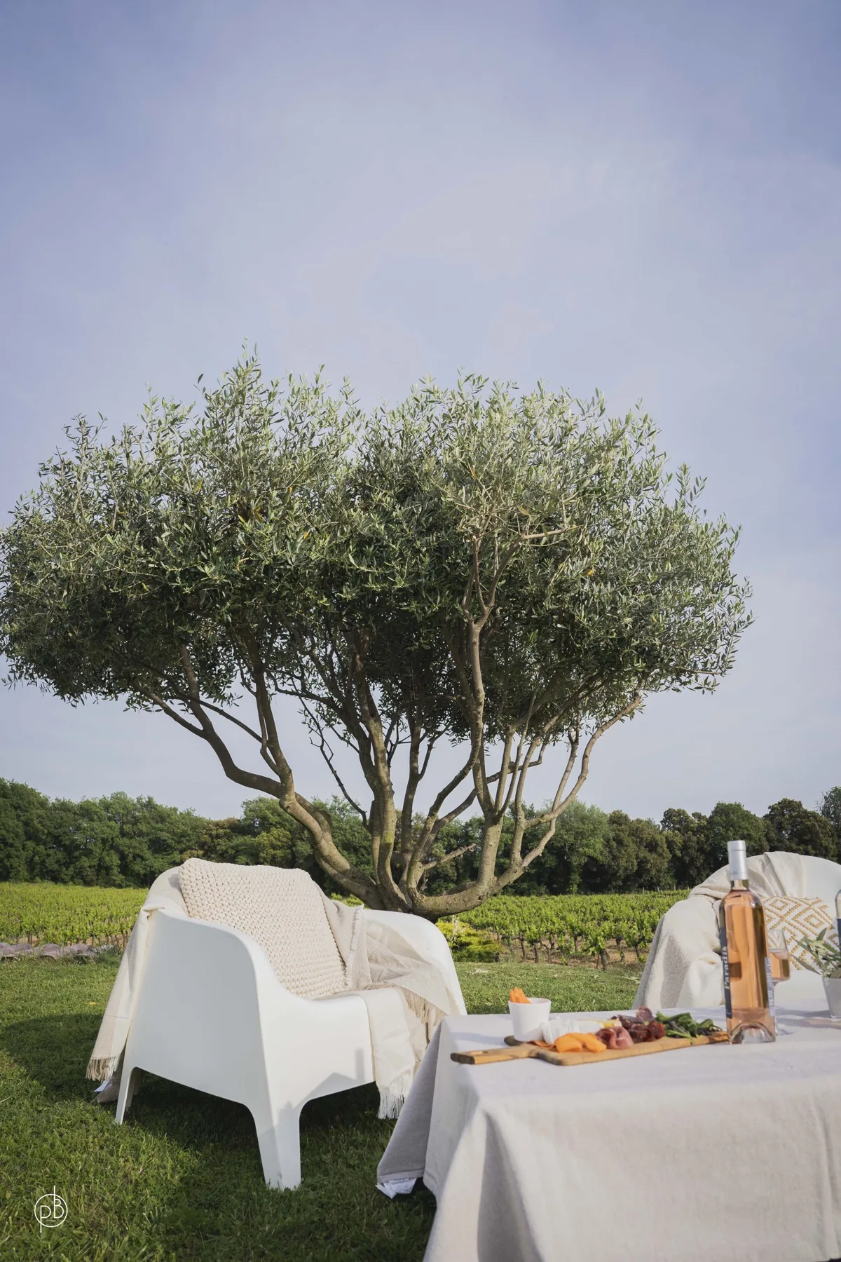 Olivier, mobilier extérieur et table conviviale au jardin